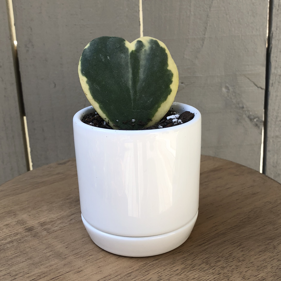 Variegated Heart Leaf Hoya in a white pot on a wooden surface.