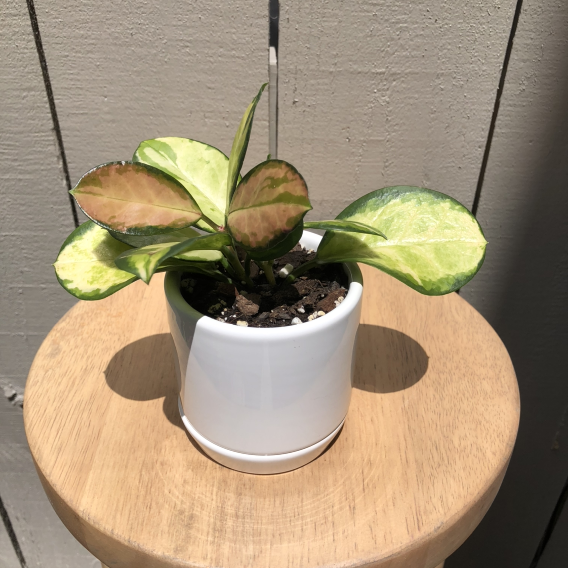 Hoya 'Lisa' plant in a white pot with variegated leaves showing browning and yellowing.