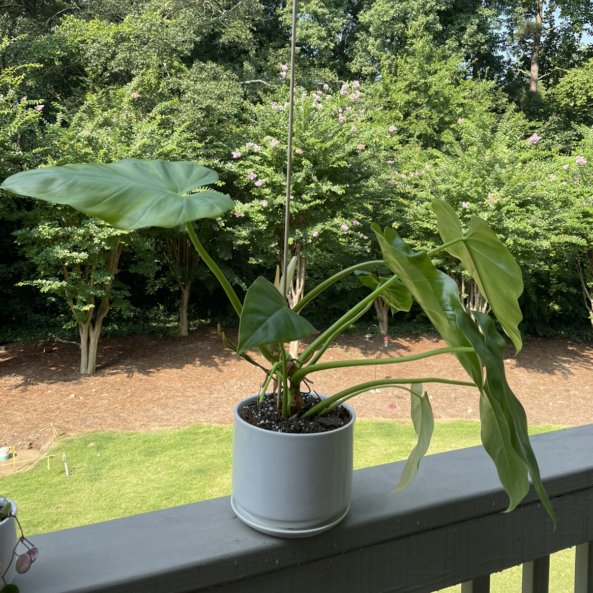 Potted Elephant Ear Philodendron on a balcony railing with a garden in the background.