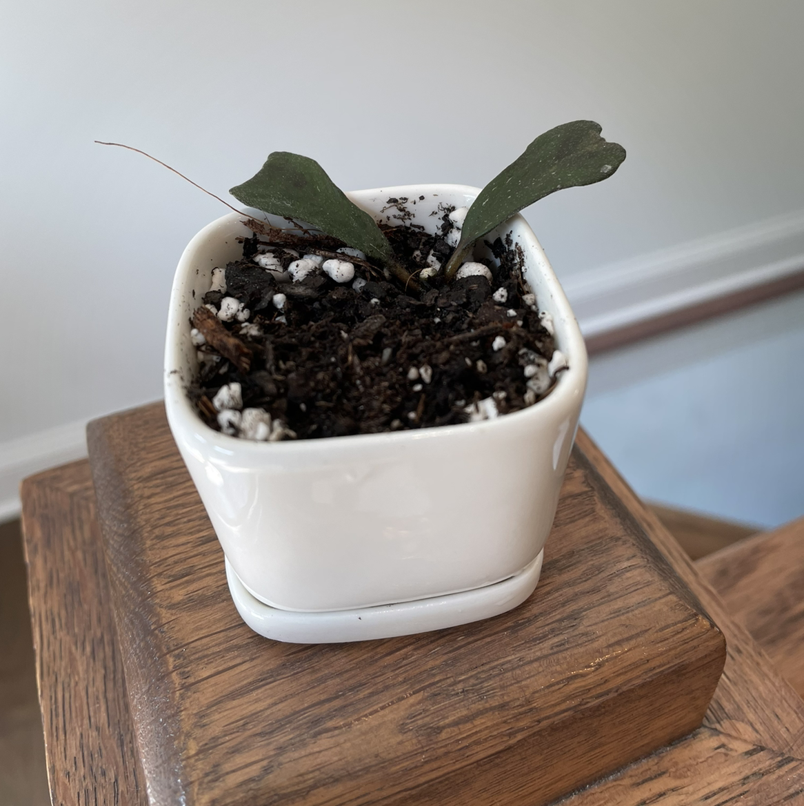 Photo of the plant species Hoya Manipurensis by @vzeh93 named Hoya Manipurensis on Greg, the plant care app