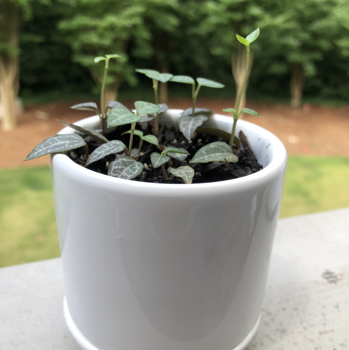 Photo of the plant species String of Spades by @vzeh93 named String of Spades on Greg, the plant care app