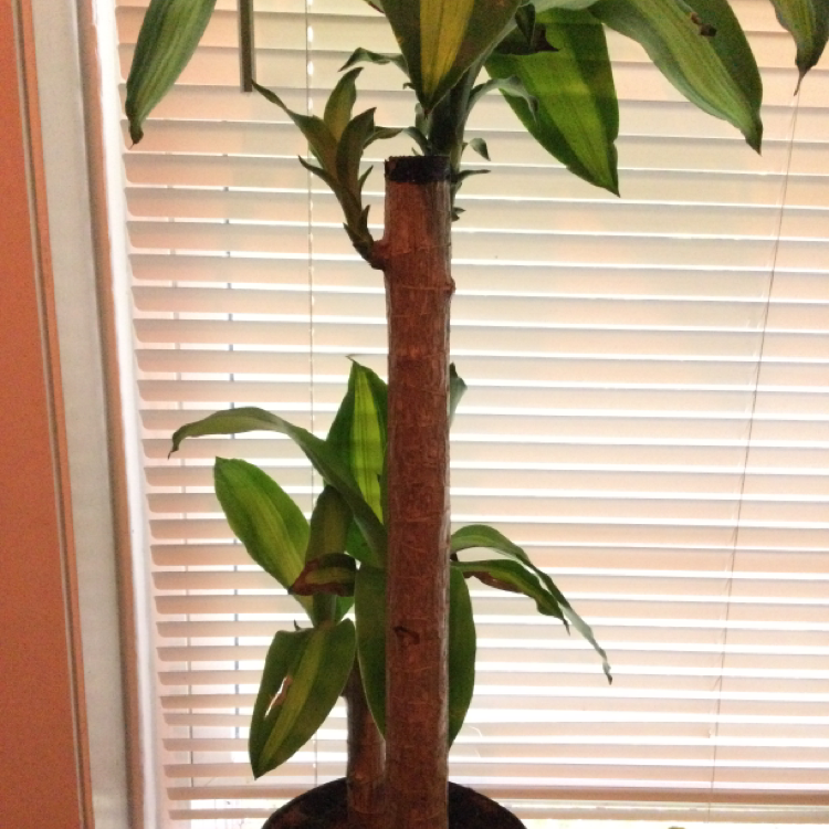 Cornstalk Dracaena plant photo by Gus named Leafy on Greg, the plant care app.