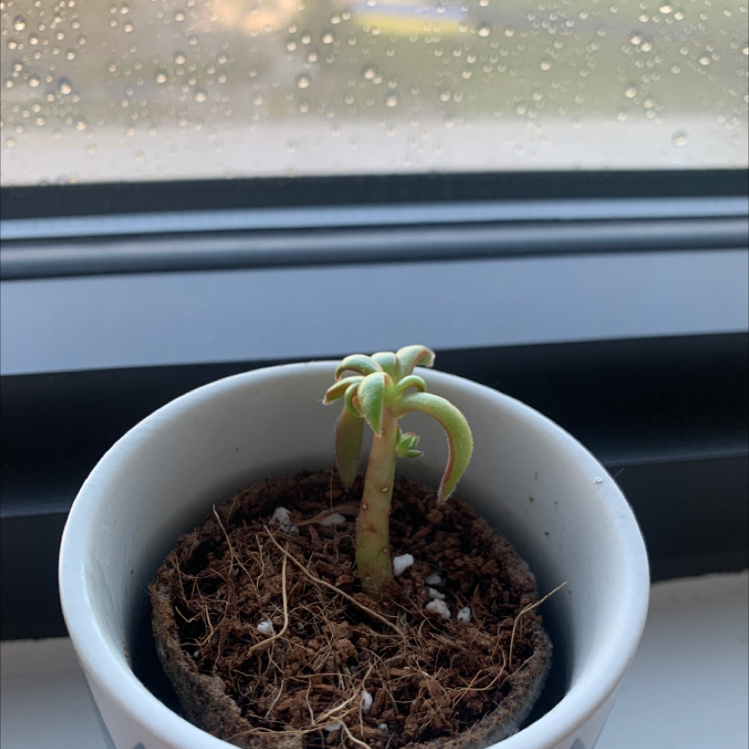 Echeveria 'Arrow Setosa' plant in a pot near a window with some leaf discoloration.