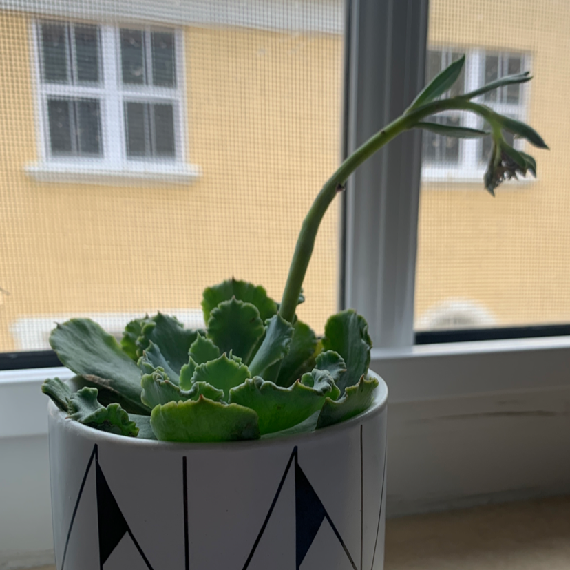 Echeveria 'Crinoline Ruffles' plant photo by Caryna named Kale on Greg, the plant care app.