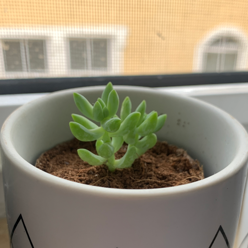 Burro's Tail plant photo by Caryna named Donkey on Greg, the plant care app.