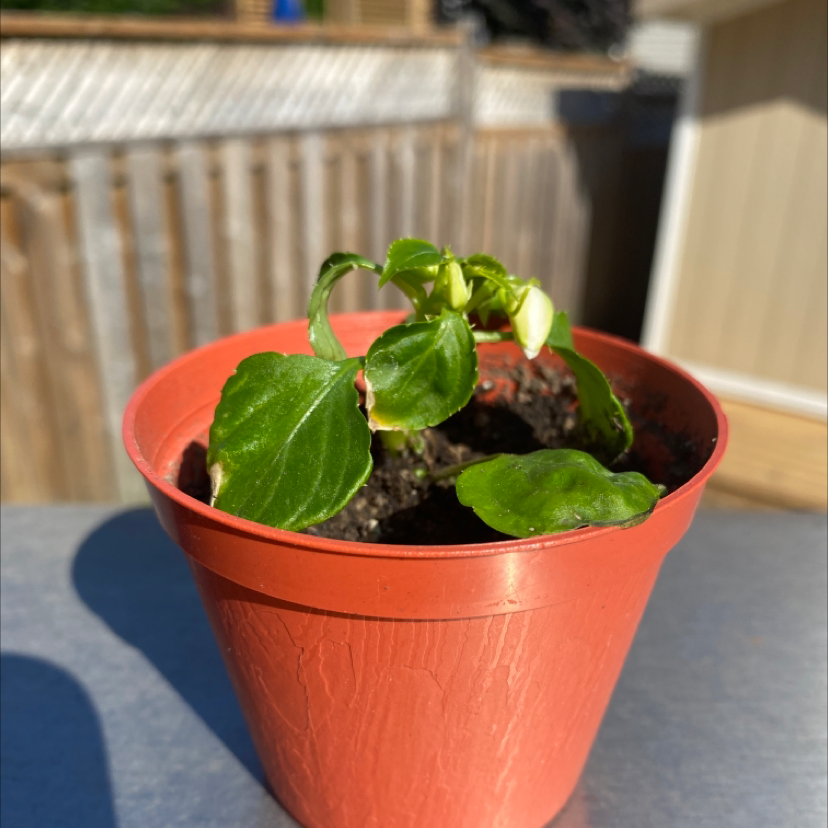 Buzzy Lizzy plant in a red pot with green leaves and buds, garden background.