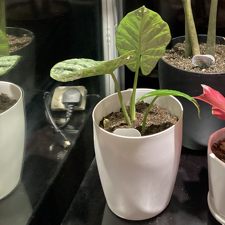 Photo of the plant species Alocasia Silver Dragon by @purpleapple named Shiruba on Greg, the plant care app