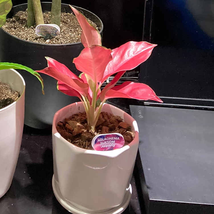Suksom Jaipong Aglaonema Plant Care: Water, Light, Nutrients | Greg App 🌱