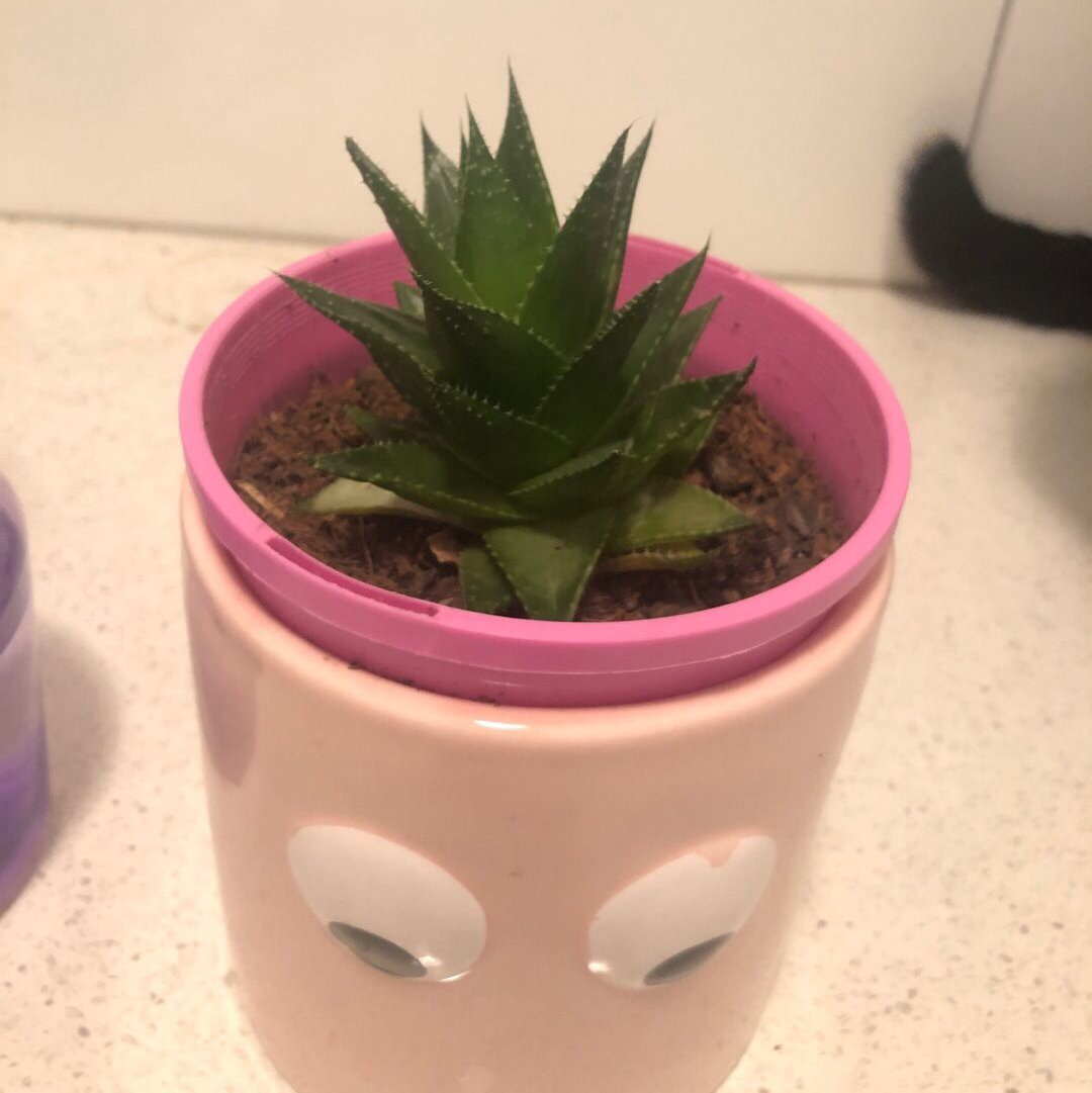 Photo of the plant species Gasteraloe 'Cosmo' by Zalia named Cosmo on Greg, the plant care app