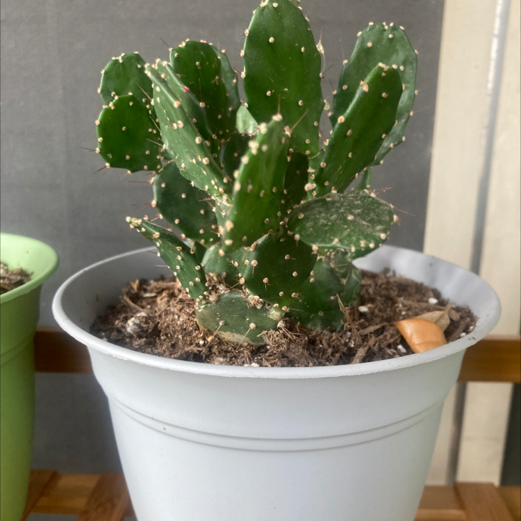 Potted Smooth Prickly Pear cactus with healthy green pads and visible spines.