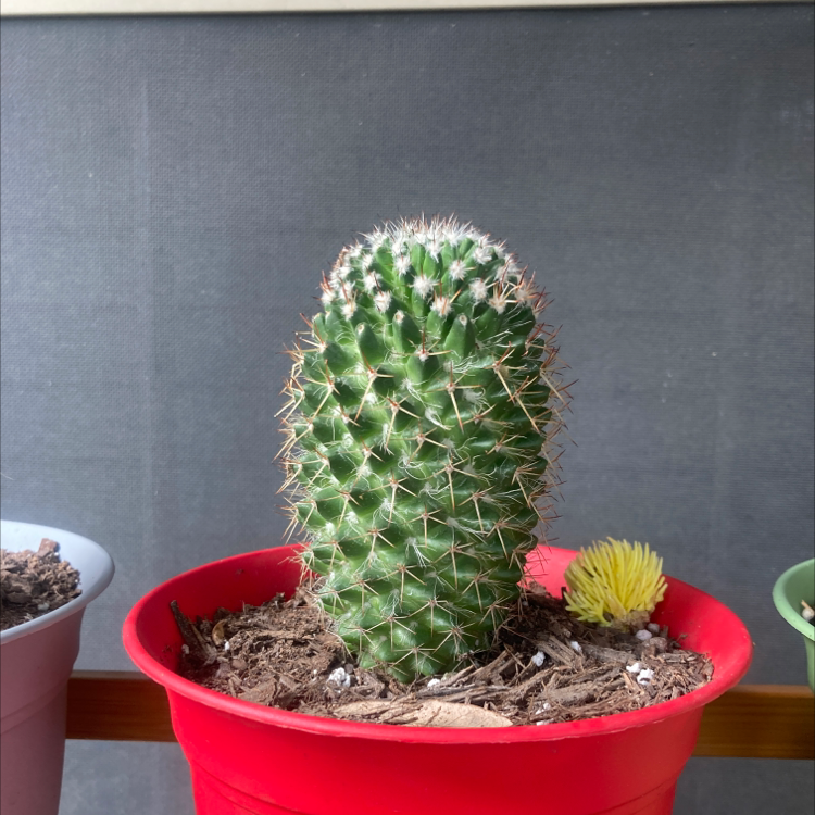 Golden Torch cactus in a red pot with visible soil.