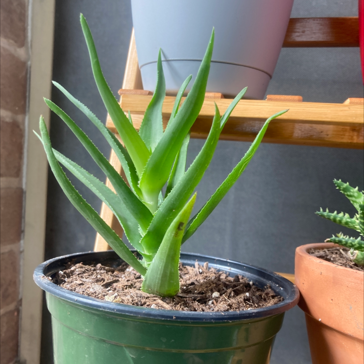 Healthy Candelabra Aloe plant in a pot with vibrant green leaves.