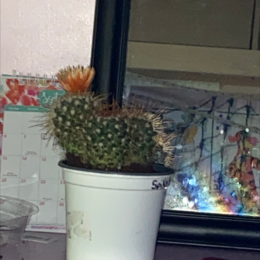 Mexican Pincushion plant photo by Kaitlyn named Spike on Greg, the plant care app.