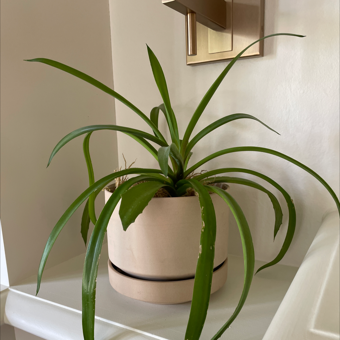 Potted Agave desmettiana 'Variegata' plant indoors with long green leaves.