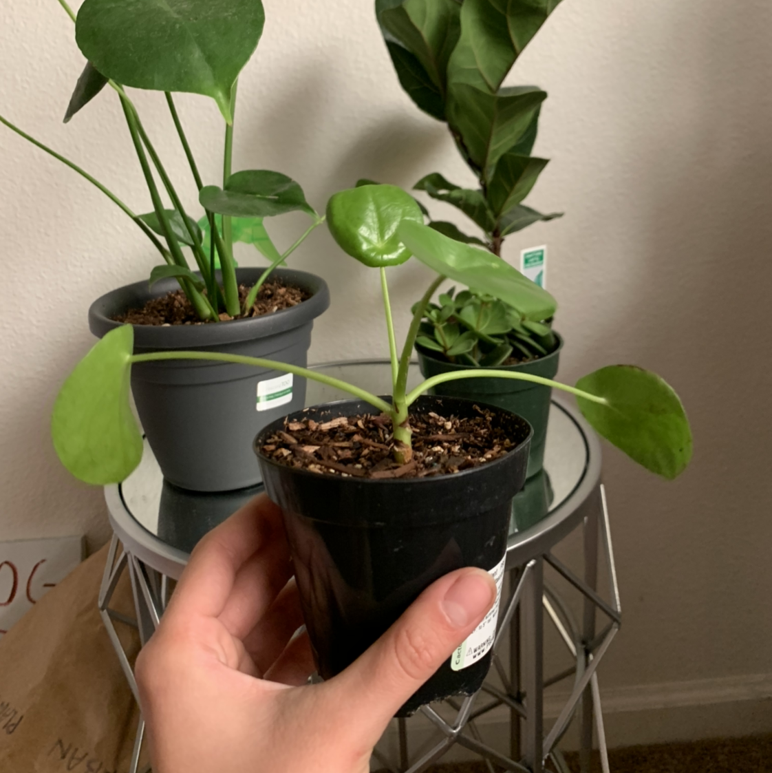 Healthy pothos plant with lush green foliage held by hand, showcasing trailing vines and moist soil in black nursery pots on wire stand.
