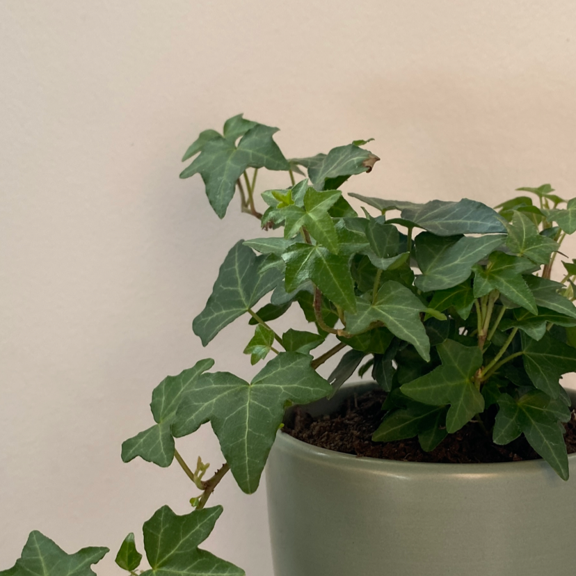 Photo of the plant species English Ivy by Maddison named Keanu Leaves on Greg, the plant care app