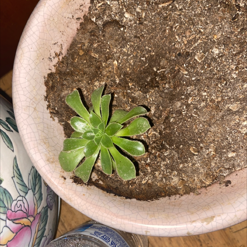 Small Tree Aeonium succulent in a pot with visible soil.