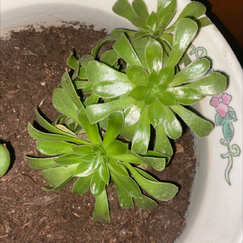 Tree Aeonium plant in a pot with visible soil and healthy green leaves.