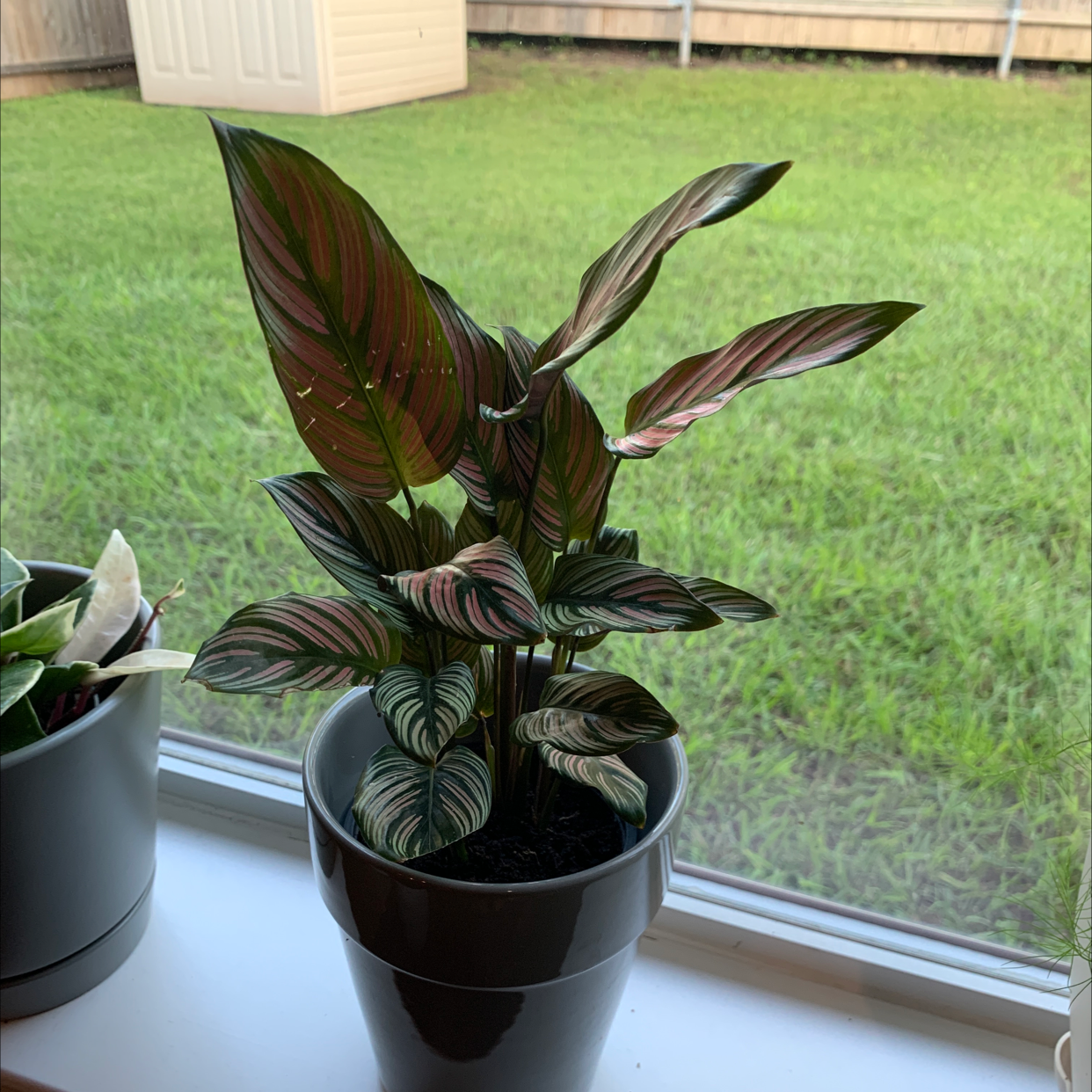 Goeppertia majestica plant in a pot on a windowsill, healthy with vibrant leaves.