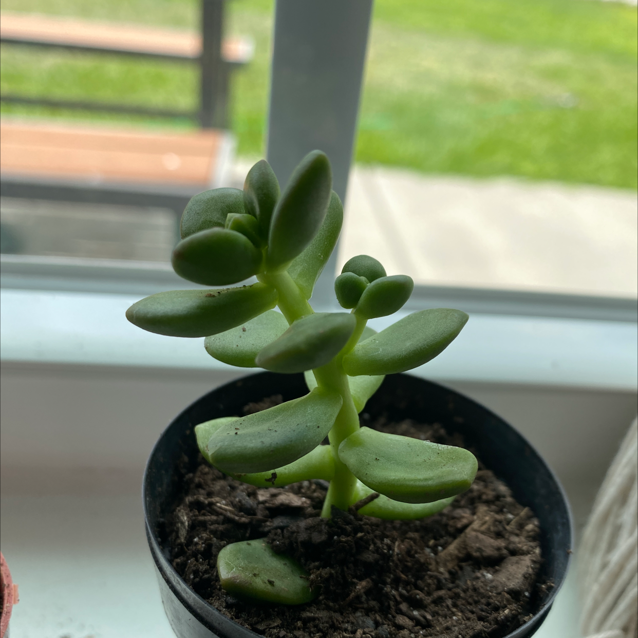 A healthy Graptopetalum succulent in a pot on a windowsill.