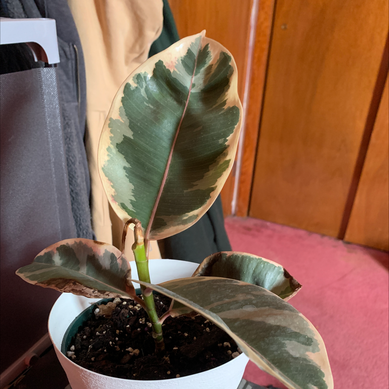 Rubber Plant plant photo by @sammu named Stan the Plant on Greg, the plant care app.