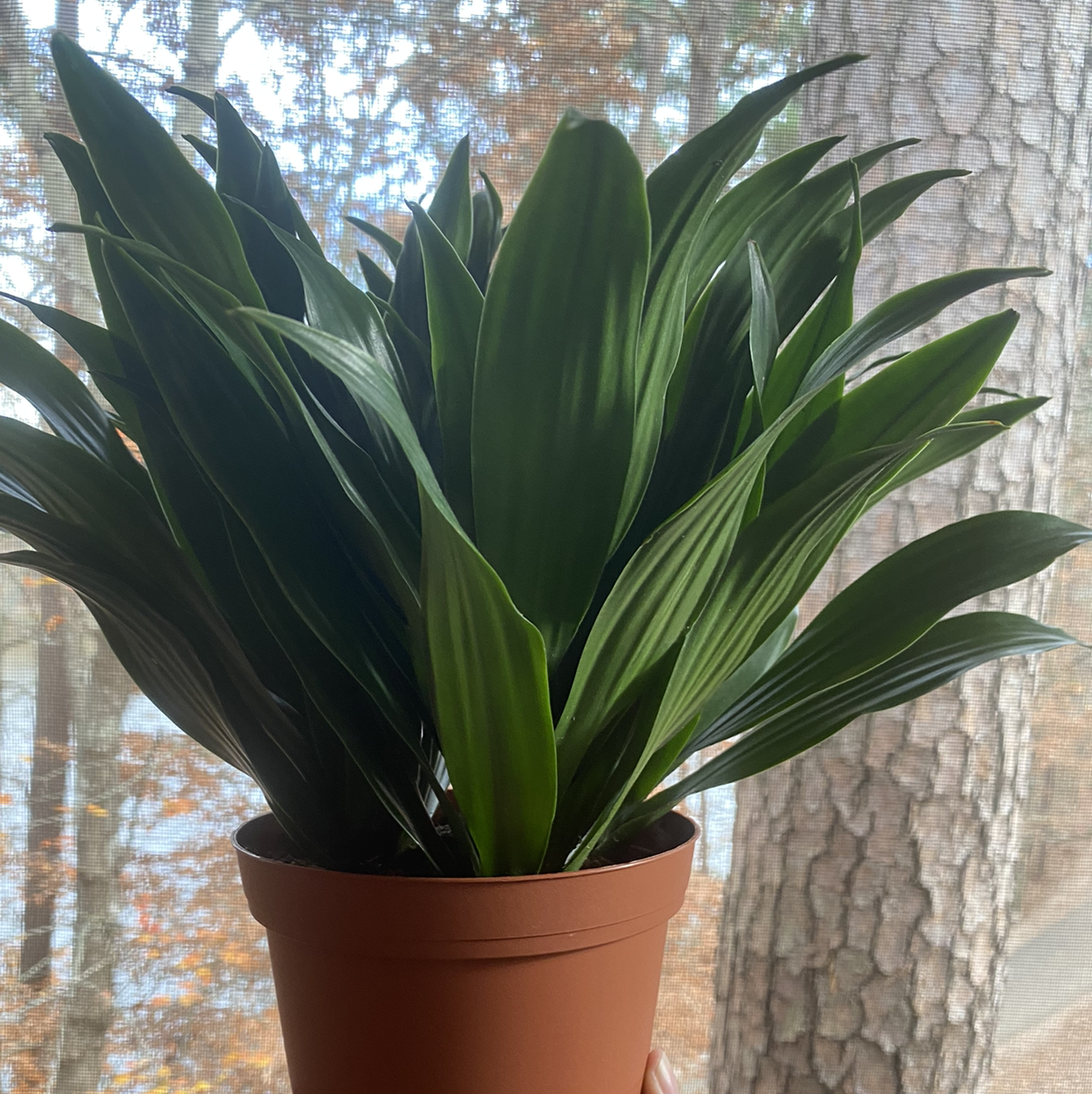Dracaena 'Janet Craig Compacta' plant in a pot with vibrant green leaves.
