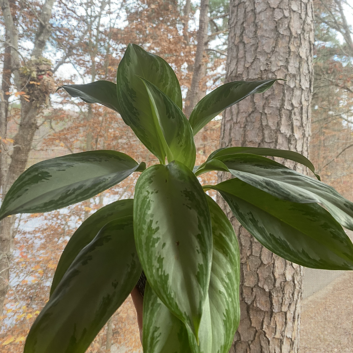 Healthy Aglaonema 'Silver Bay' plant with vibrant green leaves and silver markings near a window.