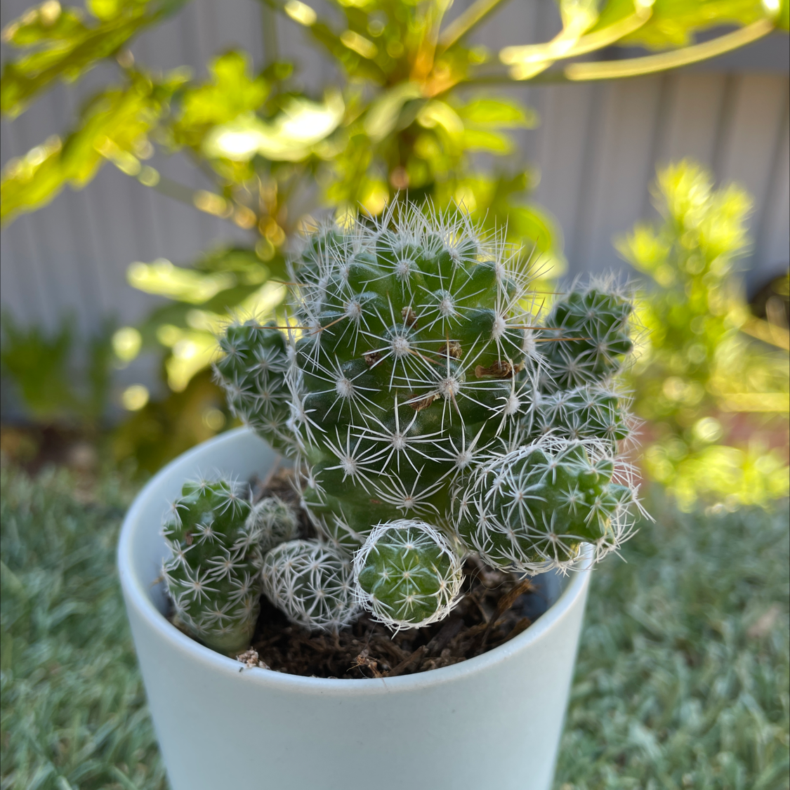 Missouri Foxtail Cactus in a white pot with a green background.