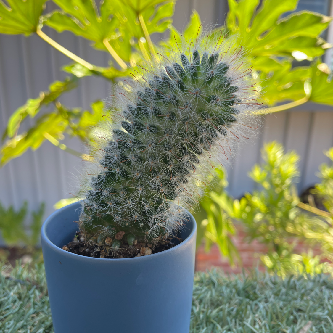 Photo of the plant species Lady Finger Cactus 'Copper King' by @KingdomofBashonite named Kevin on Greg, the plant care app