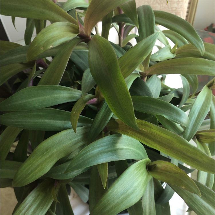 Moses-in-the-Cradle plant photo by Anny named Your plant on Greg, the plant care app.