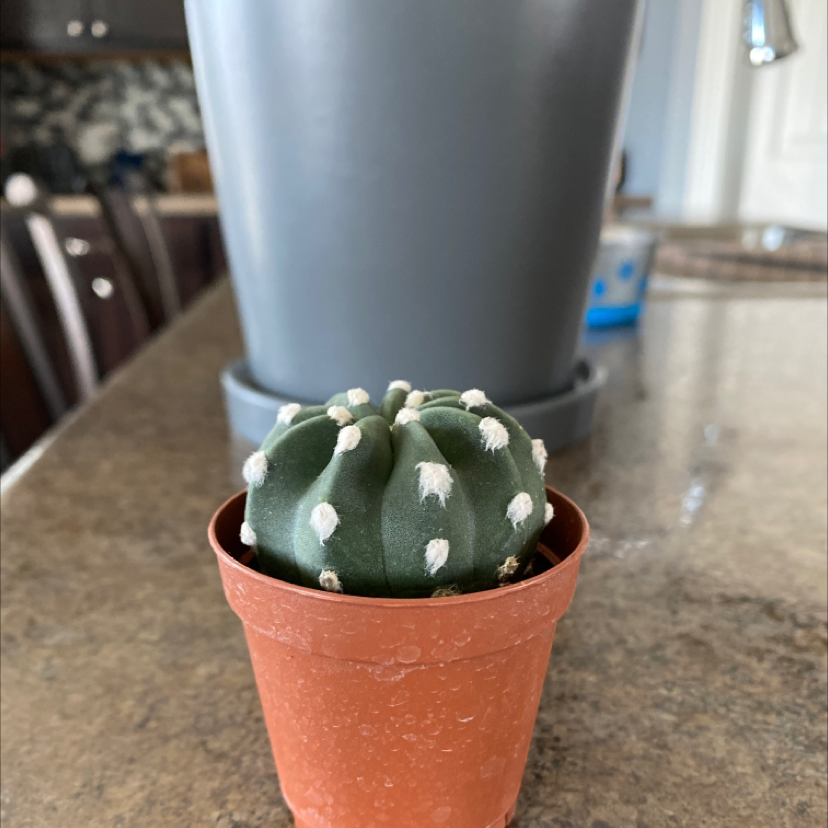 Domino Cactus in a small brown pot on a countertop with a larger pot in the background.