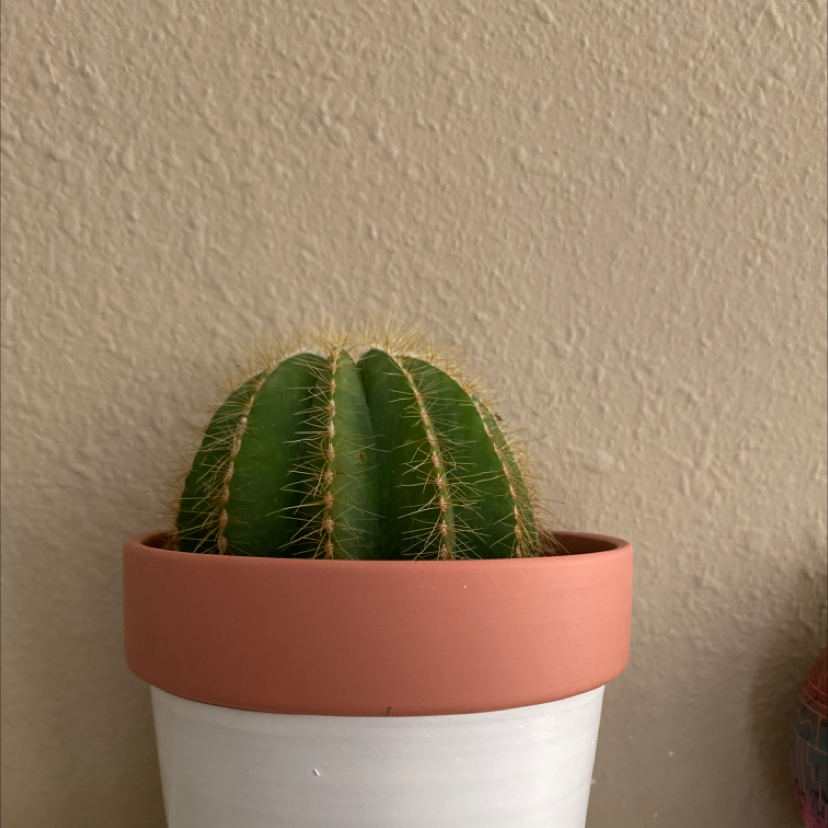 Healthy Balloon Cactus in a terracotta pot, well-centered and focused.