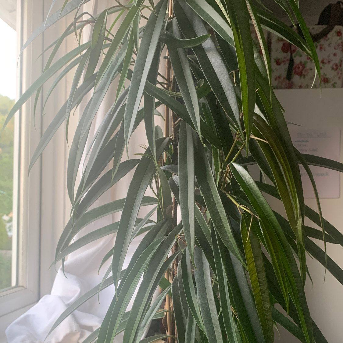 Ficus Alii plant with long, narrow leaves near a window with slight yellowing visible.
