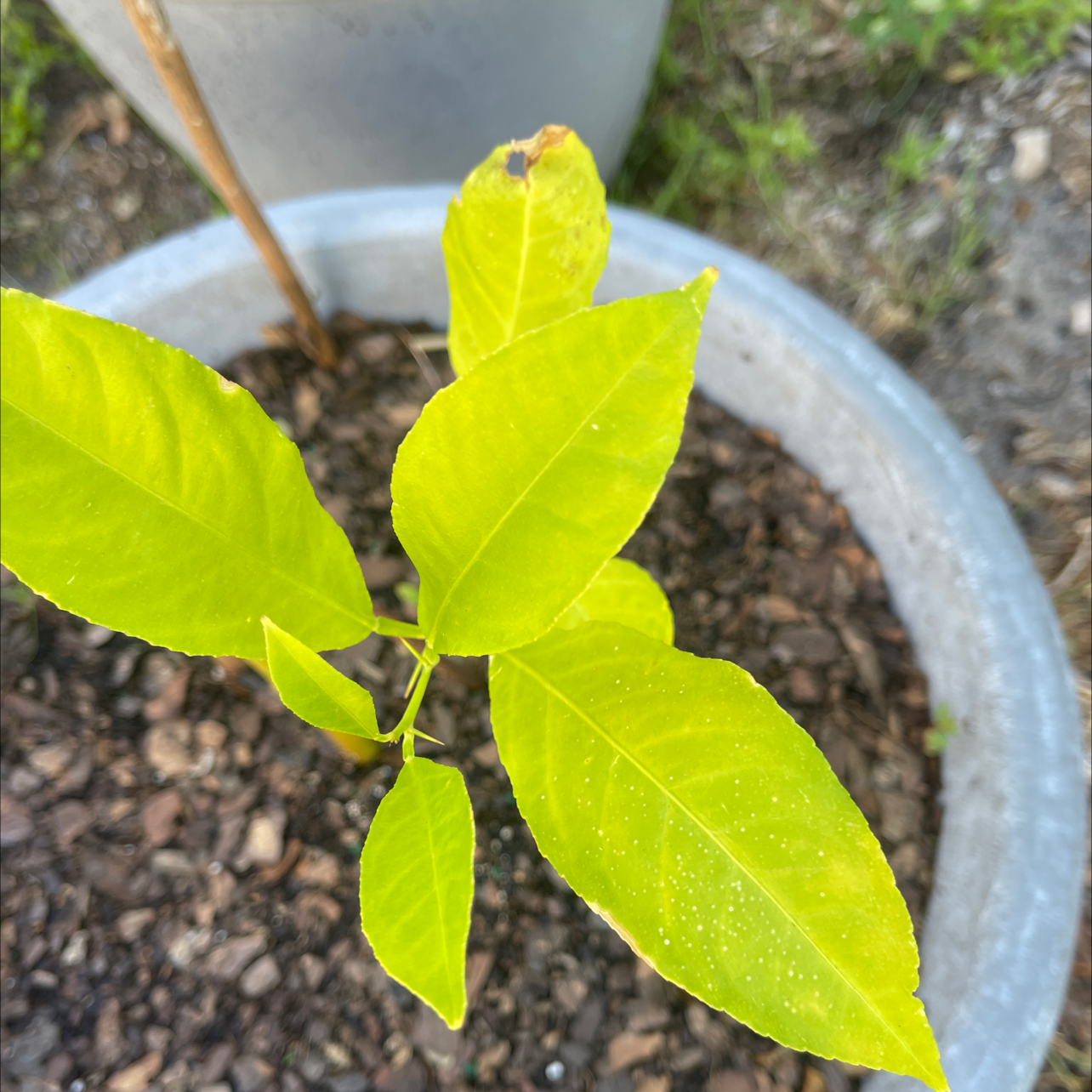 Why Are There Black Spots on My Pomelo Leaves?
