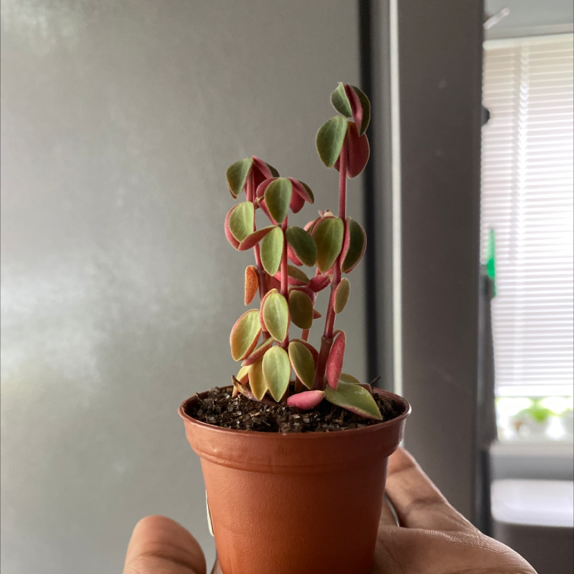 Potted Vining Peperomia plant held up, showing round red, green and yellow variegated leaves on long vines. Appears healthy.