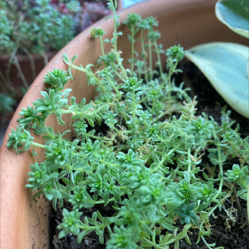 Goldmoss Stonecrop plant in a pot with visible soil, healthy green foliage.