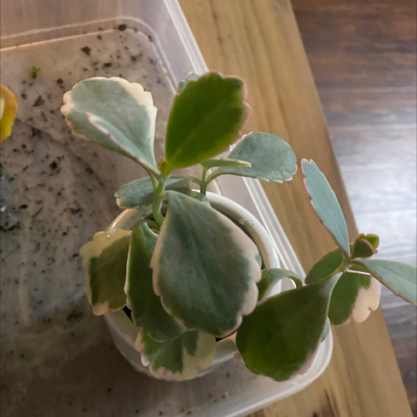 Lavender Scallops plant in a white pot with green leaves edged in white.
