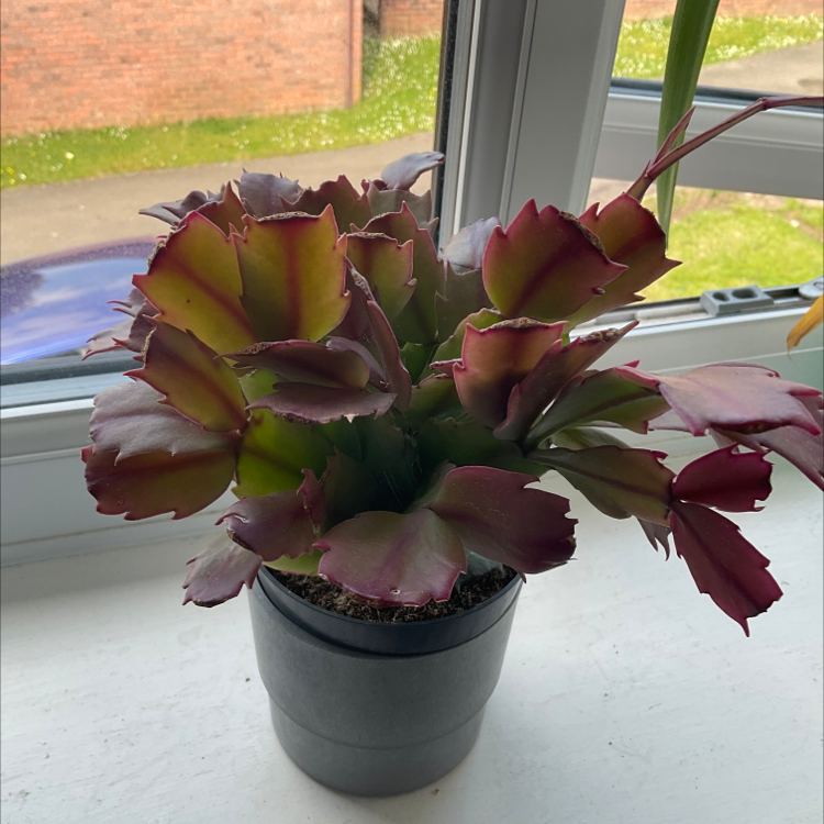 False Christmas Cactus plant photo by @zoesplants1 named Sir Plancelot on Greg, the plant care app.