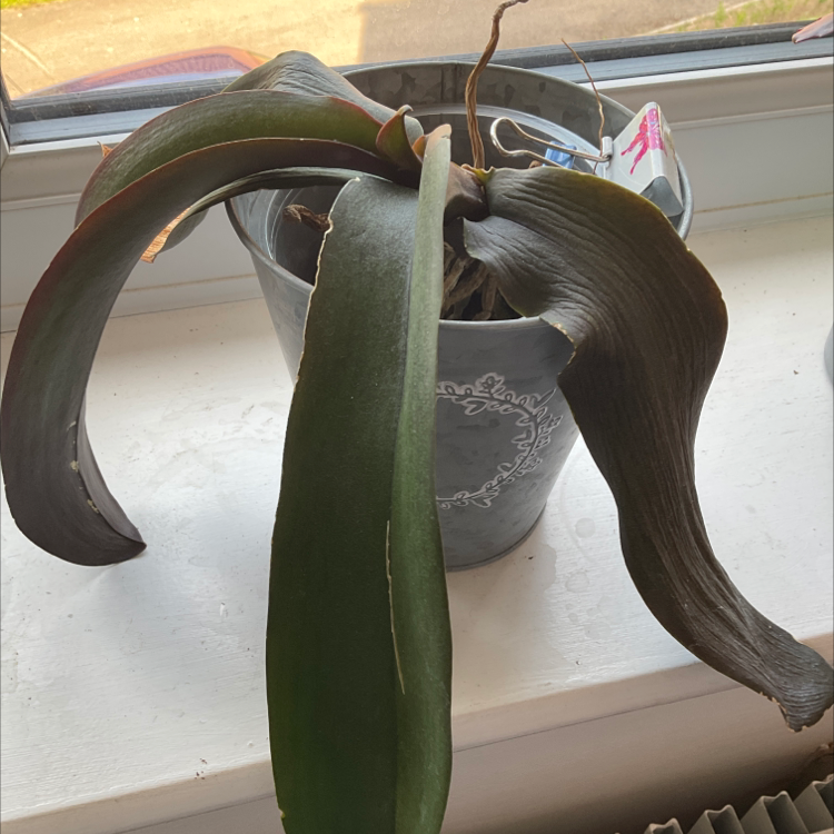 Phalaenopsis Orchid plant photo by @zoesplants1 named Nala on Greg, the plant care app.