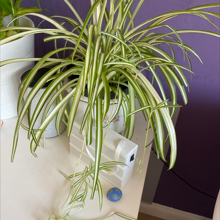 Spider Plant plant photo by @zoesplants1 named Angelica on Greg, the plant care app.