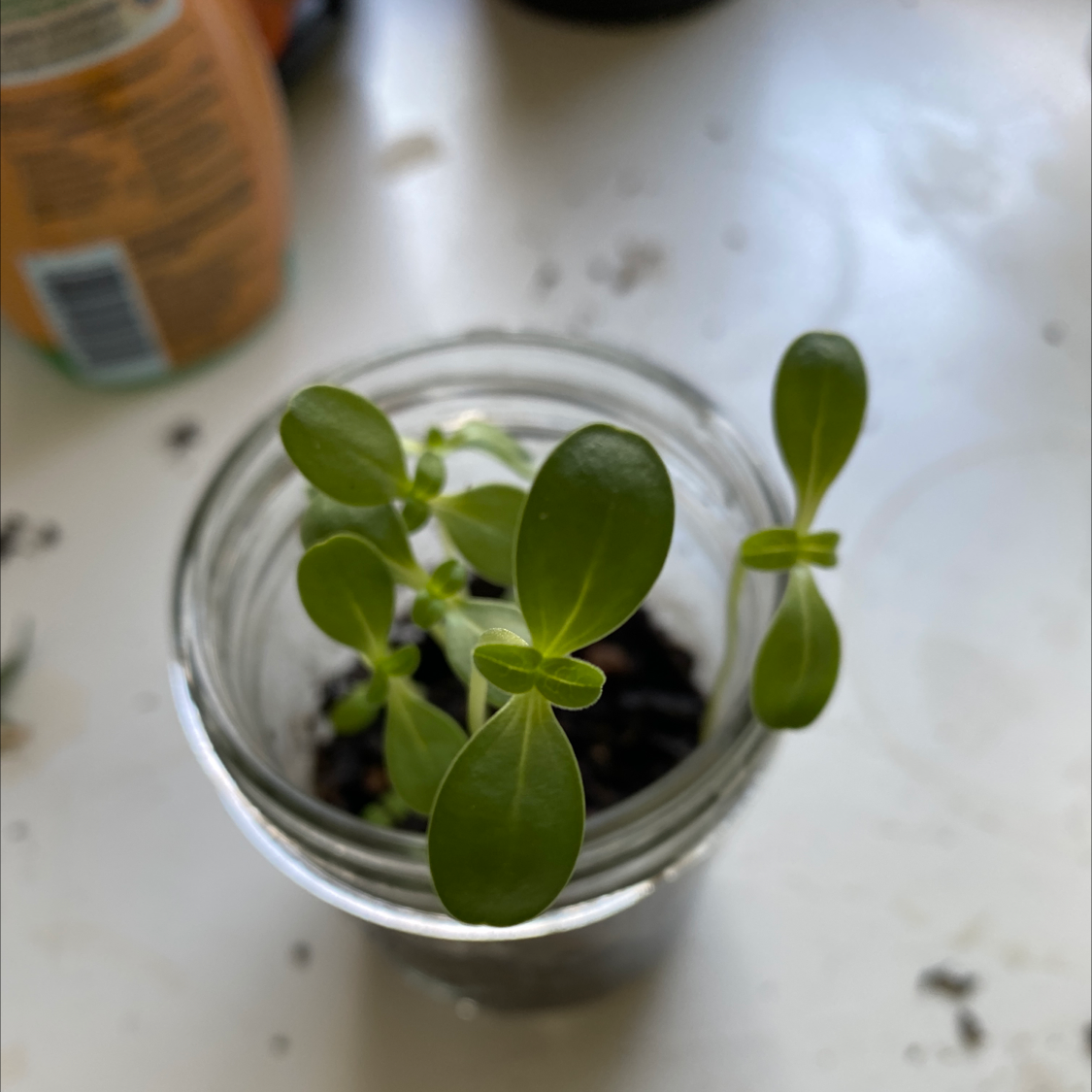 How to Prune Common Zinnia