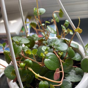 Peperomia 'Ruby Cascade' plant photo by @Asdg1 named Ruby on Greg, the plant care app.
