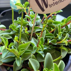 Vining Peperomia plant photo by @Asdg1 named Piper on Greg, the plant care app.