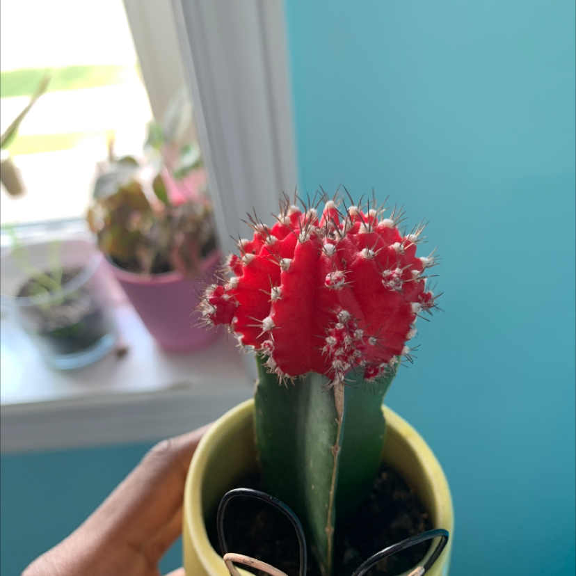 Moon Cactus plant photo by @nasya named beanz on Greg, the plant care app.