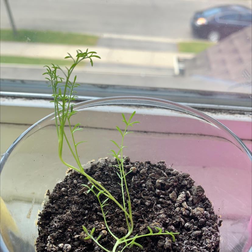 Garden Cosmos plant photo by @nasya named sprouts on Greg, the plant care app.