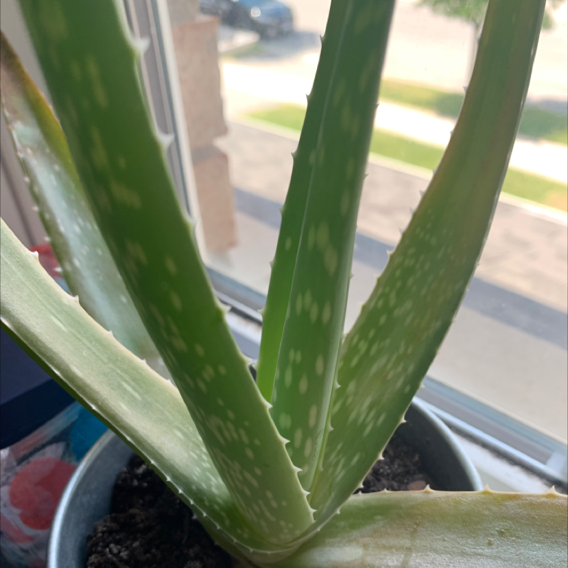 Aloe vera plant photo by @nasya named verra on Greg, the plant care app.