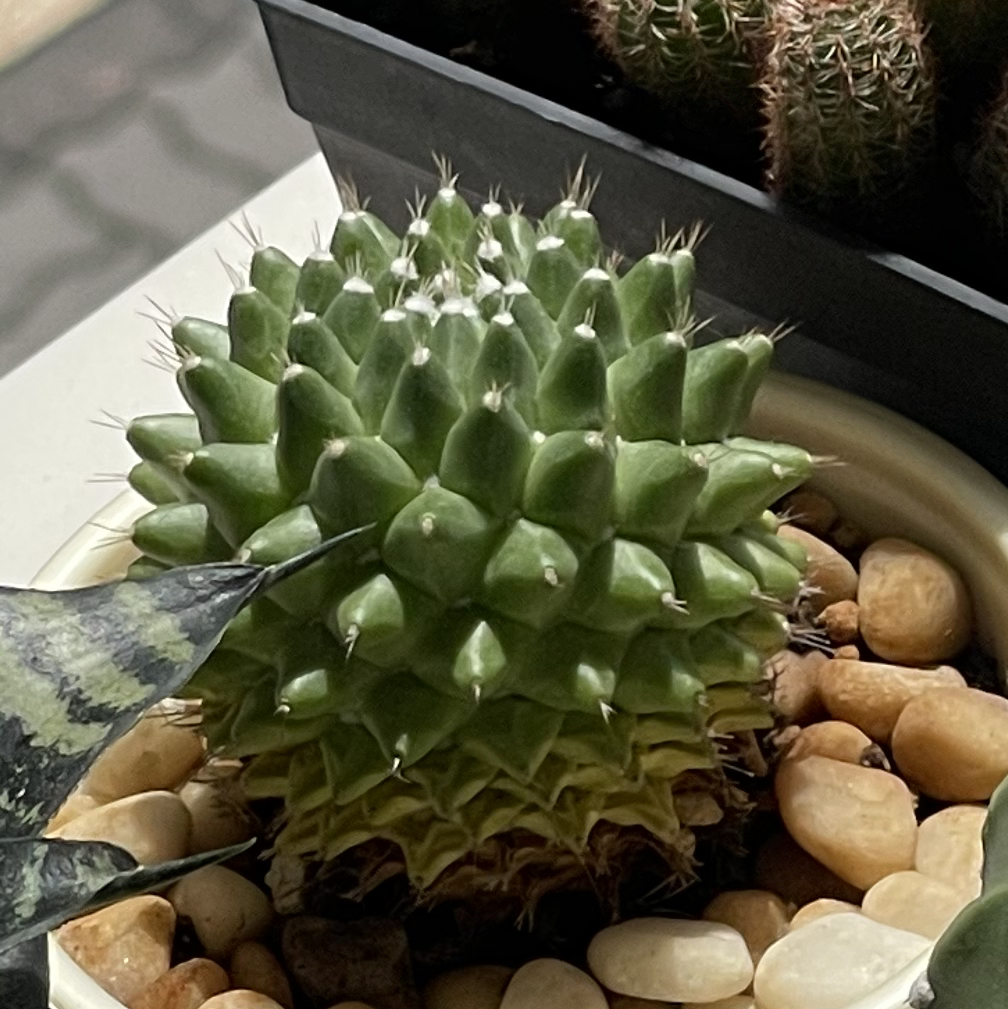 Photo of the plant species Mexican Pincushion by @laughandbelly named Walt on Greg, the plant care app