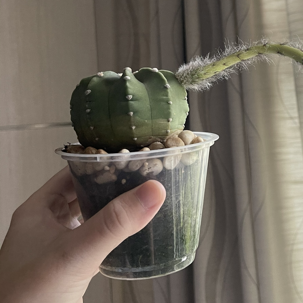 Photo of the plant species Domino Cactus by @laughandbelly named Pax on Greg, the plant care app