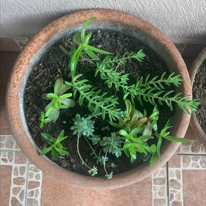 Photo of the plant species Bunny Succulent by @heartoutpau named Succulent on Greg, the plant care app