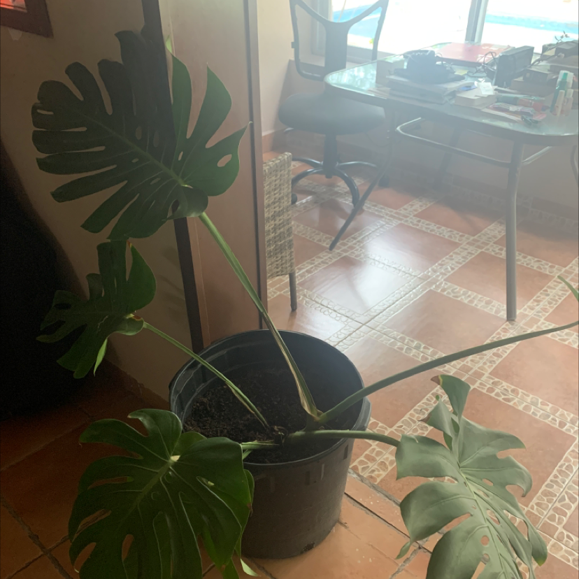 Monstera plant photo by @heartoutpau named Harper the monstera on Greg, the plant care app.